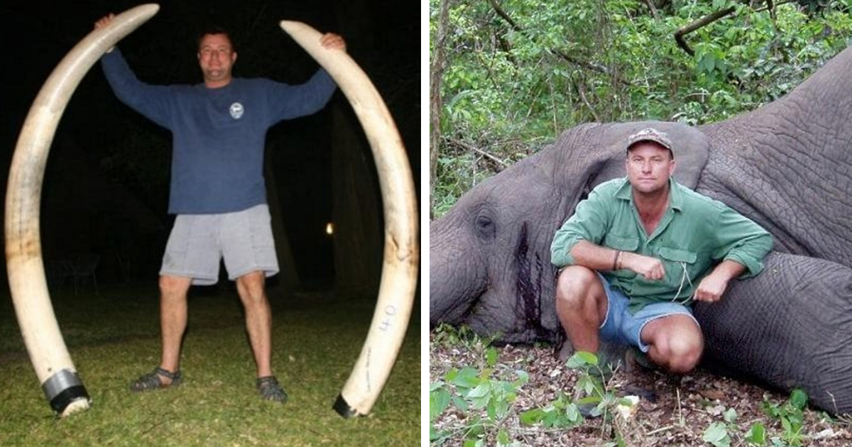 Elephant Just Killed Big Game Hunter During His Hunt In Africa | Bored Panda