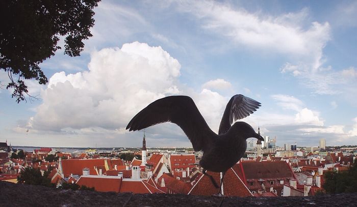 Tallinn