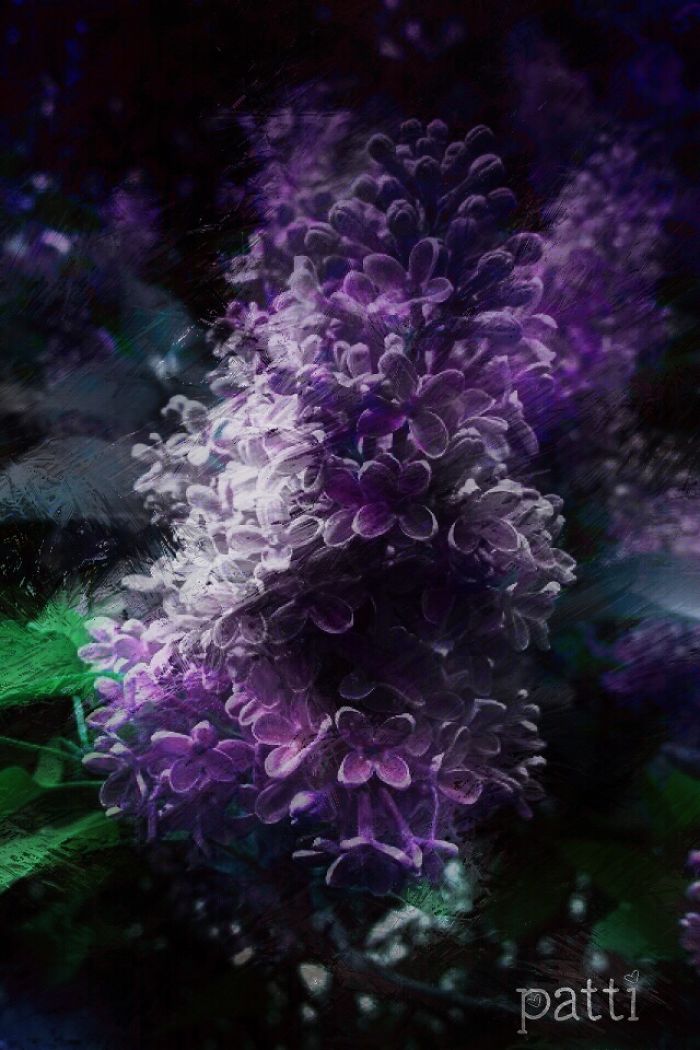 I Love Lilacs