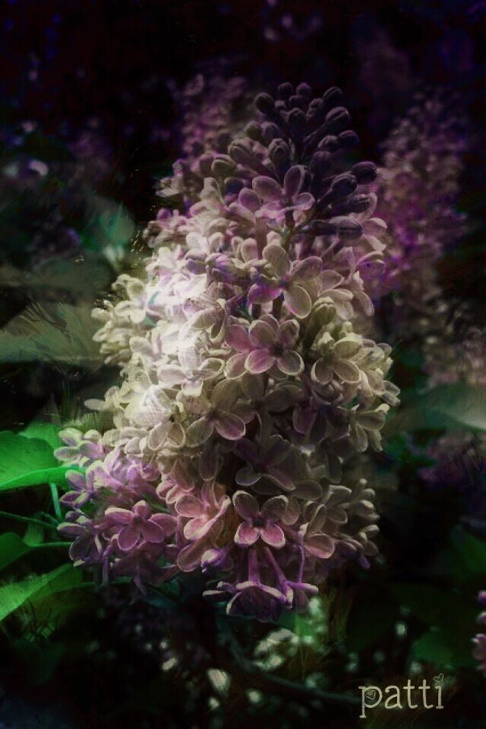 I Love Lilacs
