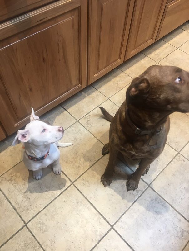 This Is How They Don't Beg For Treats By The Cookie Jar.