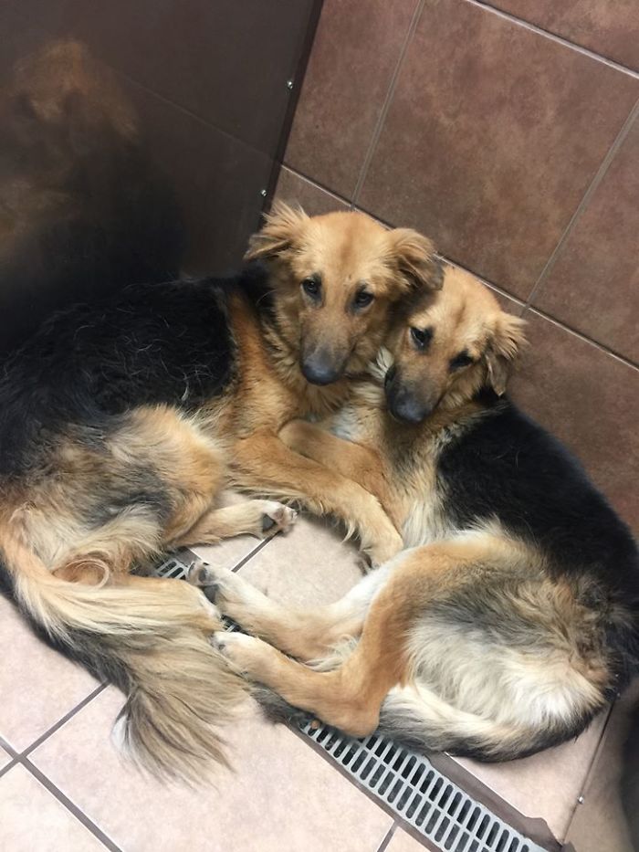 Shelter Dogs Frightened To Be Separated Wouldn't Let Go Of Each Other, So Someone Adopted Them Both