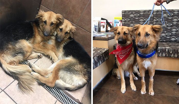 Shelter Dogs Frightened To Be Separated Wouldn’t Let Go Of Each Other, So Someone Adopted Them Both