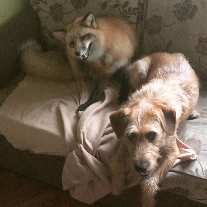 After Saving A Fox From A Fur Farm, We Decided To Get Him A Friend So He Wouldn't Feel Lonely