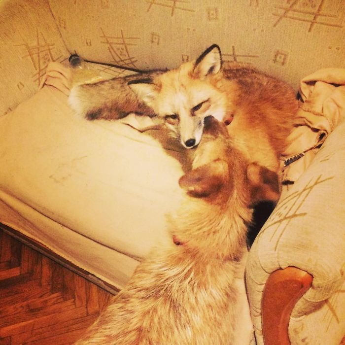 After Saving A Fox From A Fur Farm, We Decided To Get Him A Friend So He Wouldn't Feel Lonely