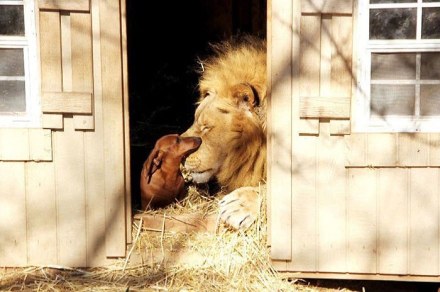 These Photographs Of Animal Friendships Are Truly Heart-Warming