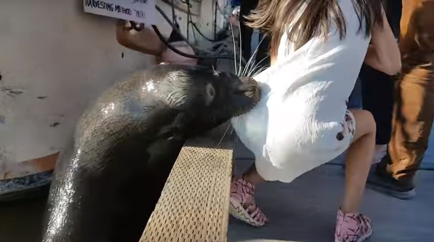 Sea Lion Attacks And Pulls Girl Into Water In Canada