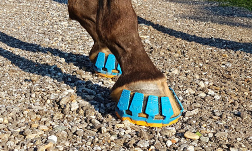 Get To Know The Sneakers That Can Save The Lives Of Thousands Of Horses.