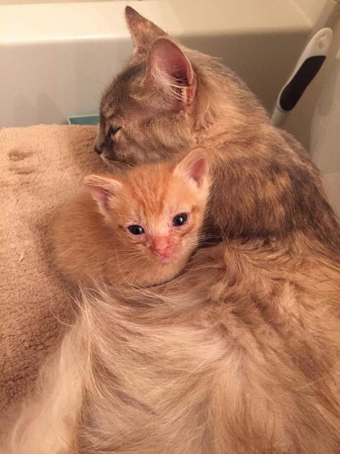 mother-shelter-cat-nurtures-orphan-kitten-ember-flame-2