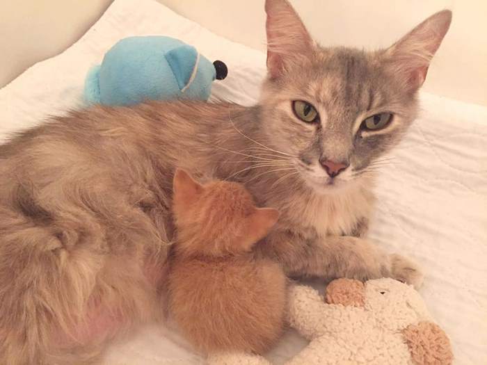 cat lost her kittens