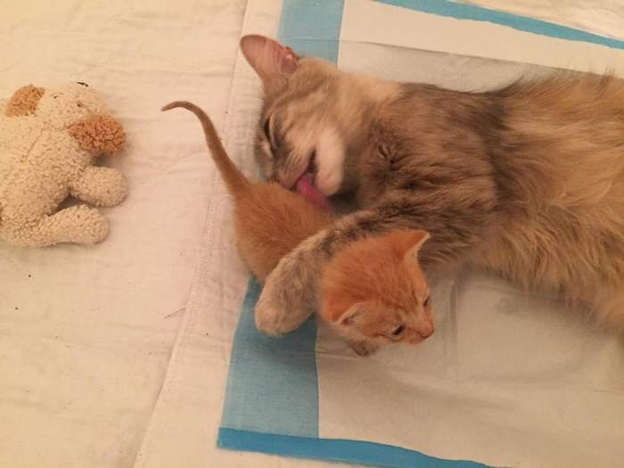 mother-shelter-cat-nurtures-orphan-kitten-ember-flame-7