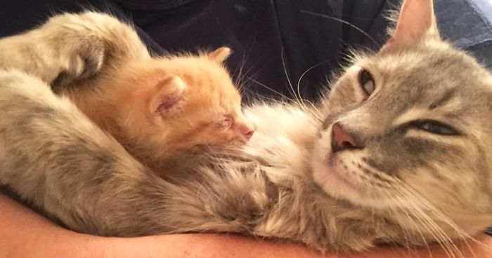 Mother Cat Lost All Her Kittens, Then This Orphan Newborn Showed Up