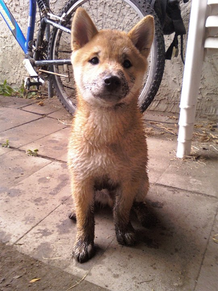Such Fox. Much Dirt.