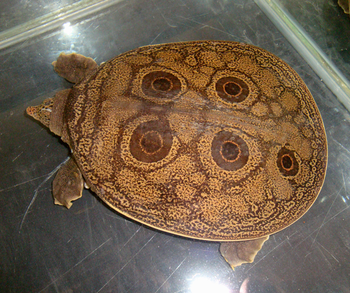 Burmese Peacock Softshell Turtle