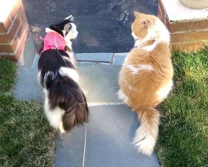 Cat Falls In Love With Girl Next Door, Comes To See Her Almost Every Day For 2 Years