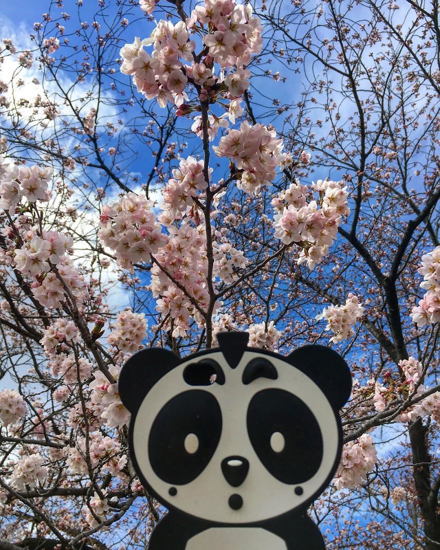 I Bring My Panda Iphone Cover Everywhere I Go On Holiday I Bring My Panda Iphone Cover Everywhere I Go On Holiday
