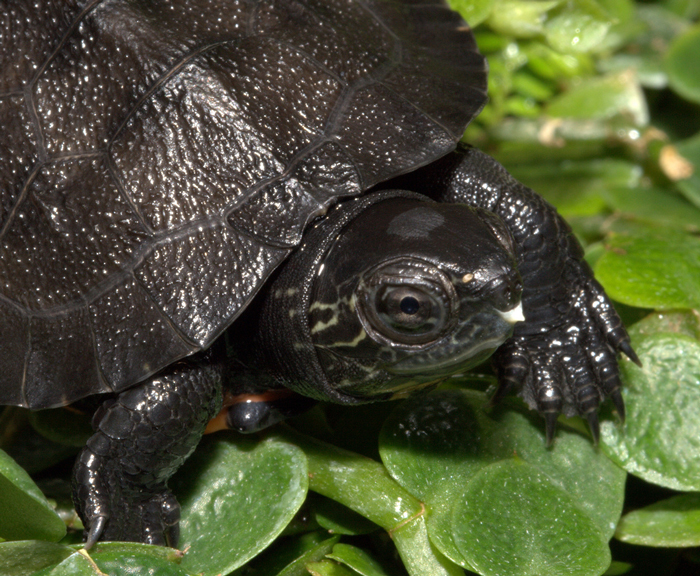 Red-necked Pond Turtle