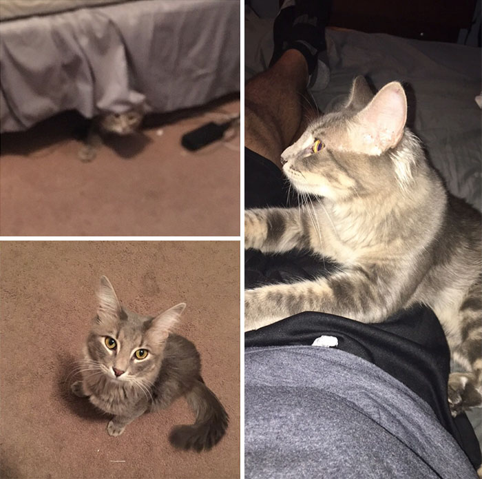 Came Home One Day And Heard A Meowing Under My Bed. I Don't Own A Cat. I Guess I Do Now