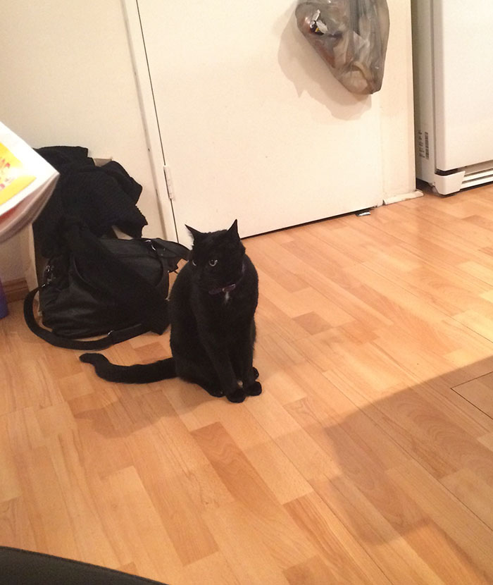So This Black Cat That Ive Never Seen Before Came Into My House And Has Been Sitting Like This For About 10 Minutes