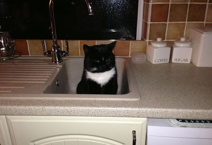 50 Of The Best “I Don’t Own A Cat” Moments That Have Ever Happened To Humans