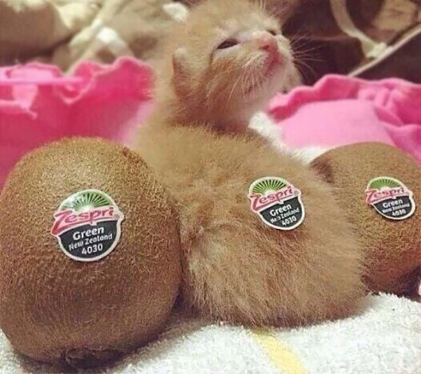 One Of These Kiwis Is Not Like The Others