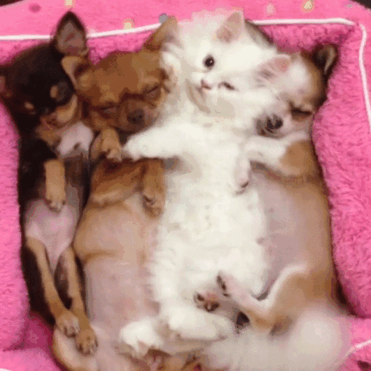Cuteness Overload