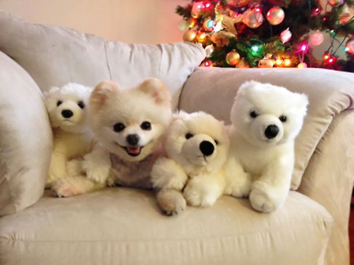 Polar Bears