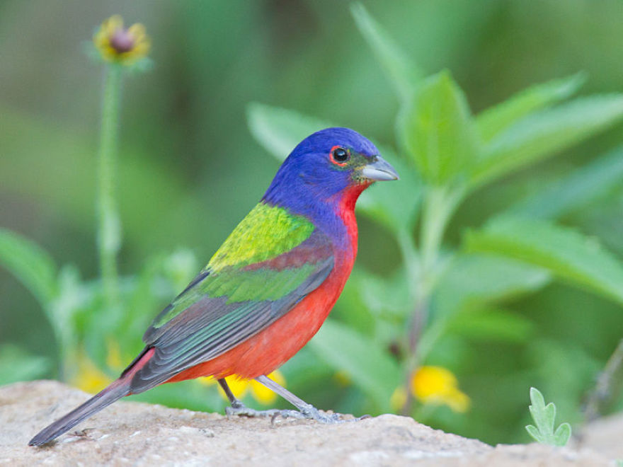 Colorful Birds Of The World