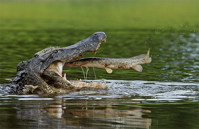 Aligator y el pez suicida