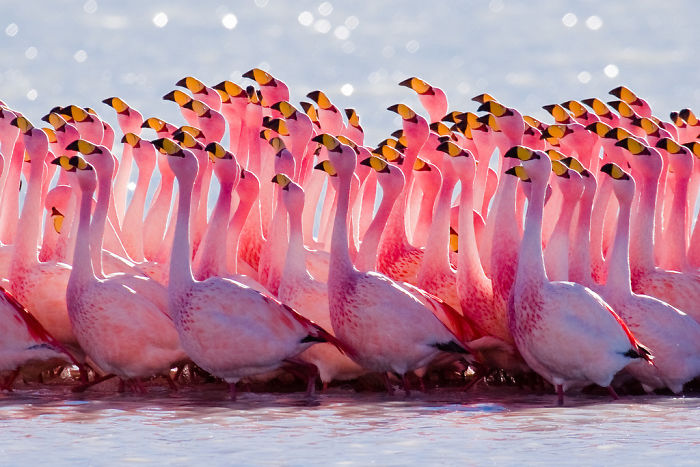 Pink-flamingo-day-2017