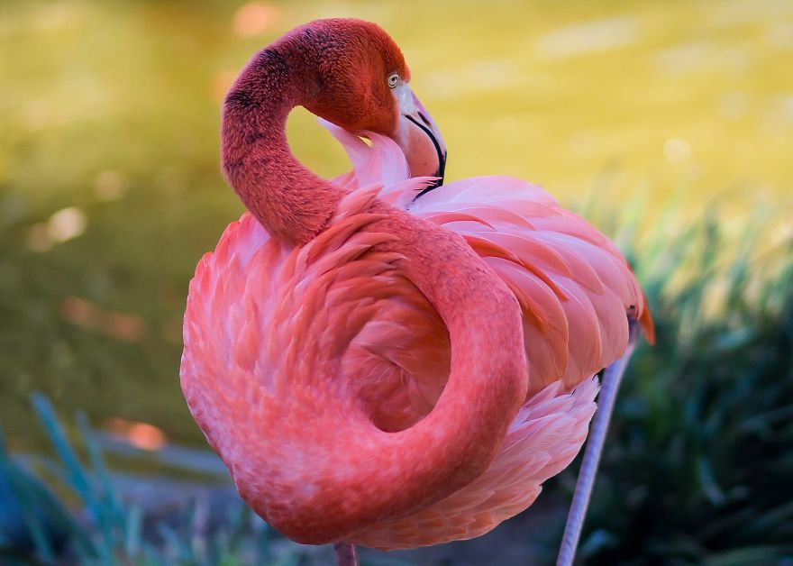 Pink-flamingo-day-2017