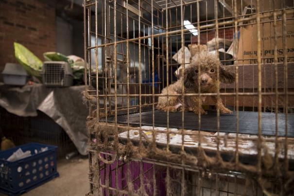 poodle-rescue-puppy-mill-basement-cage-1