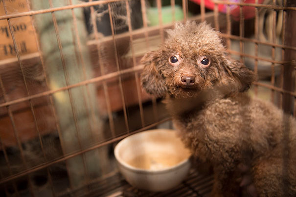 poodle-rescue-puppy-mill-basement-cage-13