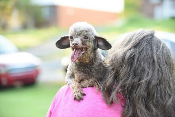 poodle-rescue-puppy-mill-basement-cage-2
