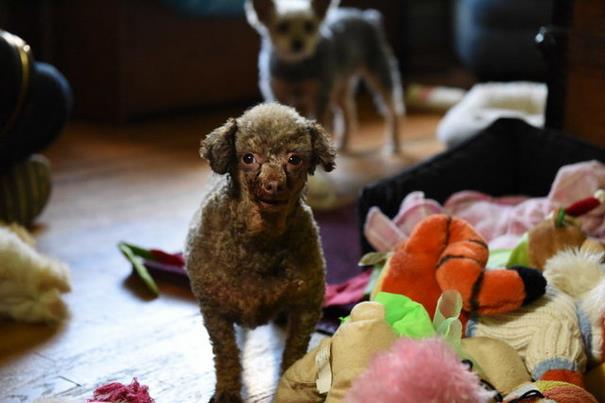 poodle-rescue-puppy-mill-basement-cage-5