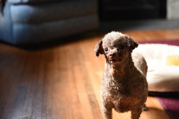 poodle-rescue-puppy-mill-basement-cage-6
