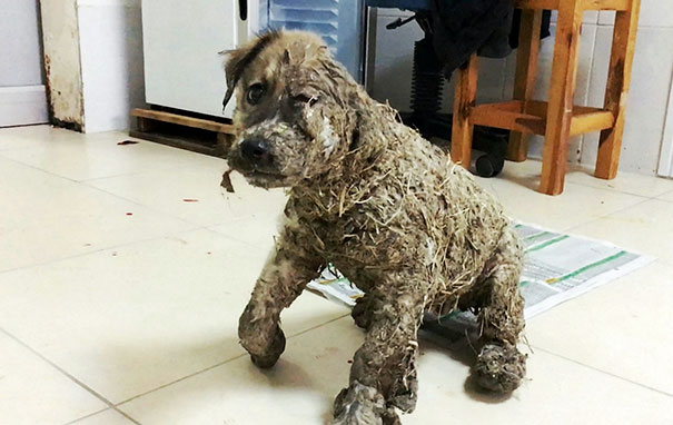 puppy-covered-clue-rescued-pascal-1