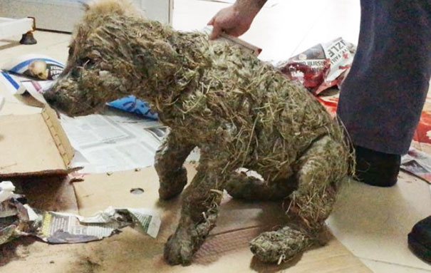 Kids Leave Puppy To Die After Covering It With Industrial Glue, However It Refuses To Give Up