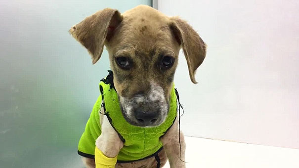puppy-covered-clue-rescued-pascal-18