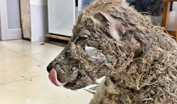 Kids Leave Puppy To Die After Covering It With Industrial Glue, However It Refuses To Give Up