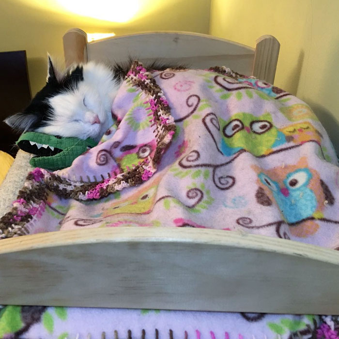 Cat Rescued From Terrible Conditions Now Sleeps In Her Tiny Doll Bed Each And Every Night