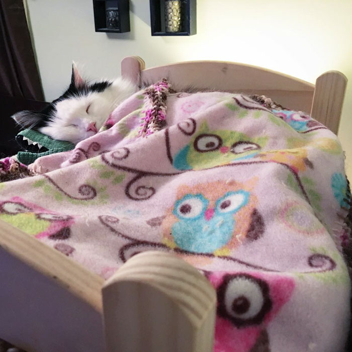 Esta gata vivía en condiciones horribles, pero tras ser rescatada duerme en una cama de muñecas cada noche