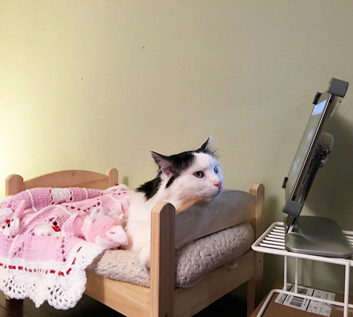 Cat Rescued From Terrible Conditions Now Sleeps In Her Tiny Doll Bed Each And Every Night