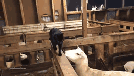 Sheep Gets Revenge On Cat