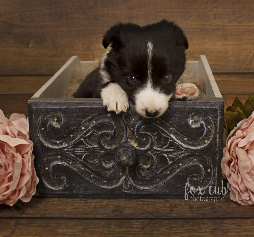 I Did An Adorable Newborn Puppy Photoshoot