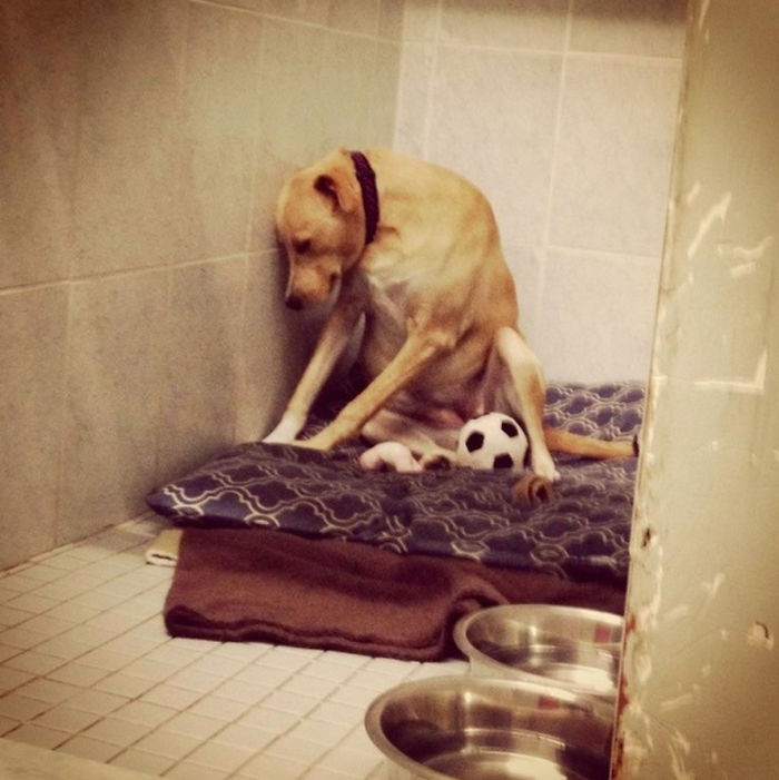 ‘The World’s Saddest Dog’ Loses Her Home Again, And Might Be Put To Sleep If No One Adopts Her Soon