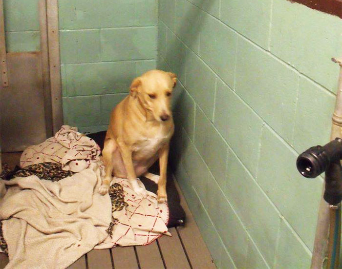 ‘The World’s Saddest Dog’ Loses Her Home Again, And Might Be Put To Sleep If No One Adopts Her Soon