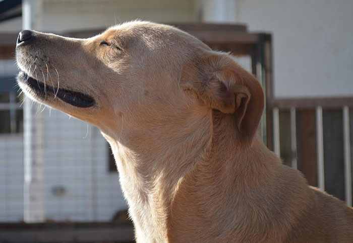 El "perro más triste del mundo" se ha vuelto a quedar sin hogar, y puede que lo sacrifiquen si no es adoptado pronto