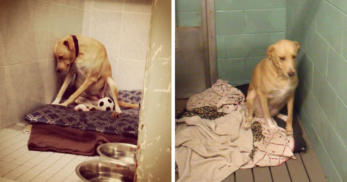 The World's Saddest Dog' Loses Her Home Again, And Might Be Put To Sleep If  No One Adopts Her Soon | Bored Panda