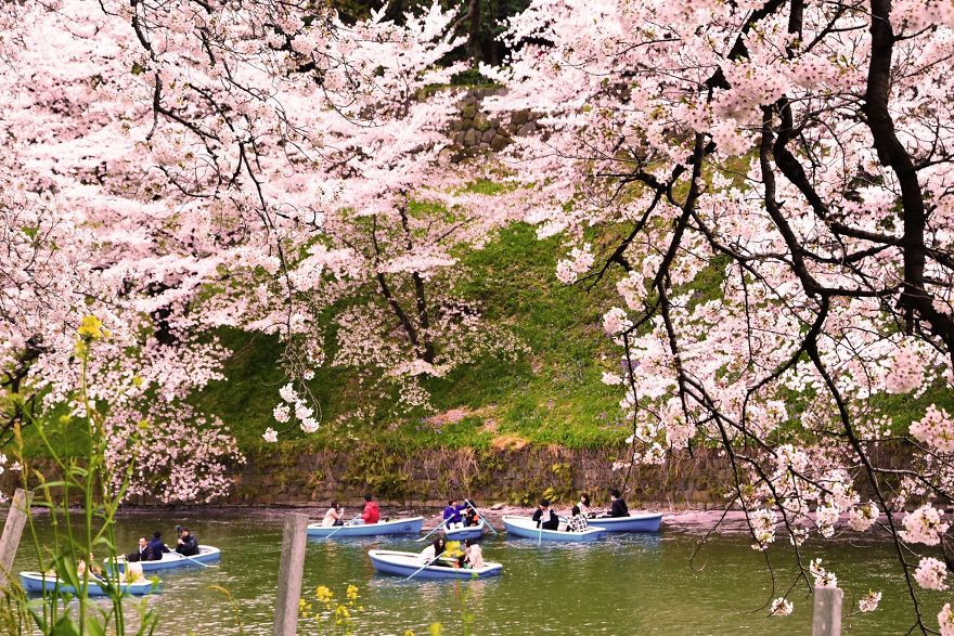 10+ Beautiful Cherry Blossoms In Tokyo